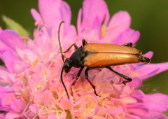 Pedostrangalia pubescens