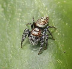 Opisthoncus quadratarius