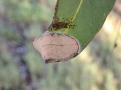 Cymbacha