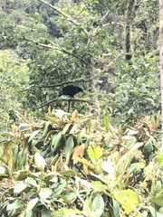 Buteogallus solitarius