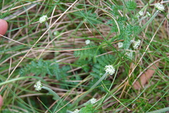Chaerophyllum eriopodum