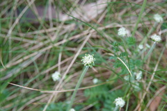 Chaerophyllum eriopodum