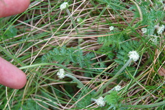 Chaerophyllum eriopodum