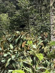 Buteogallus solitarius