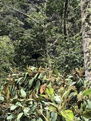 Buteogallus solitarius