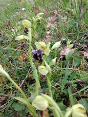 Ophrys vasconica