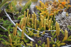 Austrolycopodium fastigiatum
