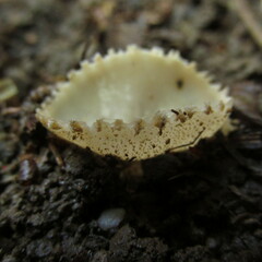 Tarzetta cupularis