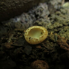 Tarzetta cupularis