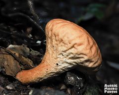 Calvatia holothurioides