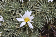 Celmisia sessiliflora