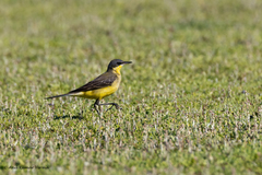 Motacilla flava thunbergi