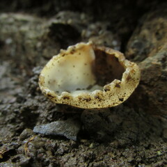 Tarzetta cupularis