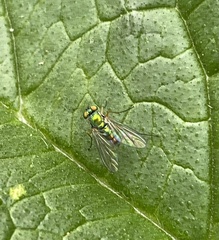 Heteropsilopus cingulipes