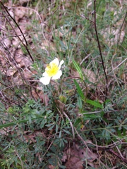 Helianthemum