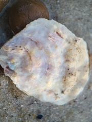 Crassostreinae