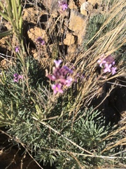 Erysimum scoparium