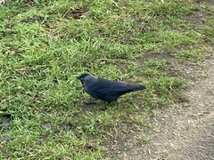 Corvus monedula spermologus