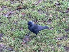 Corvus monedula spermologus