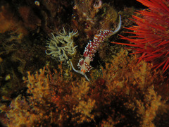 Cratena capensis