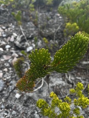 Gompholobium confertum