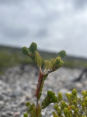 Gompholobium confertum