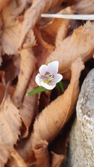 Colchicum hungaricum