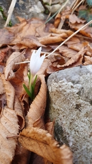 Colchicum hungaricum