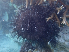 Acanthaster