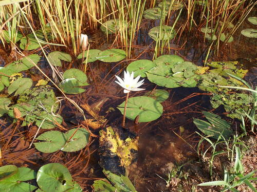 Nymphaea image