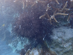 Acanthaster