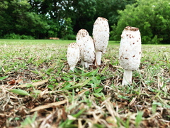 Coprinus comatus