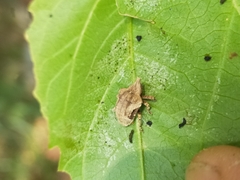 Oemethylus triangularis