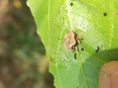 Oemethylus triangularis