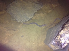Proteus anguinus