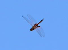 Tramea loewii