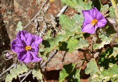 Solanum petrophilum