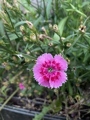 Dianthus