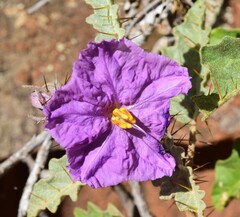 Solanum petrophilum