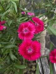 Dianthus