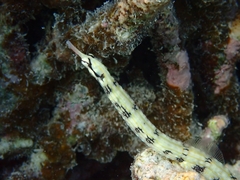 Corythoichthys haematopterus