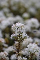 Veronica buchananii