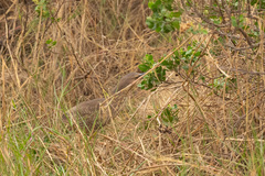 Ixobrychus cinnamomeus