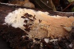 Trechispora silvae-ryae