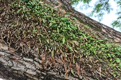 Pyrrosia confluens