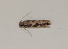Erechthias zebrina