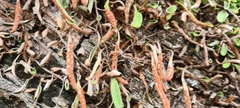 Pyrrosia confluens