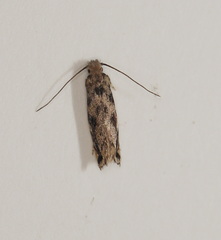 Erechthias zebrina