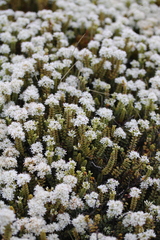 Veronica buchananii