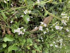 Arabidopsis halleri